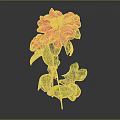 Beautiful Pink Camellia With Yellow Stamen And Green Leaves On Dark Background