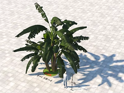 Tall Banana Tree With Large Green Leaves Standing On Paved Urban Ground 3d model