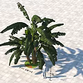Tall Banana Tree With Large Green Leaves Standing On Paved Urban Ground
