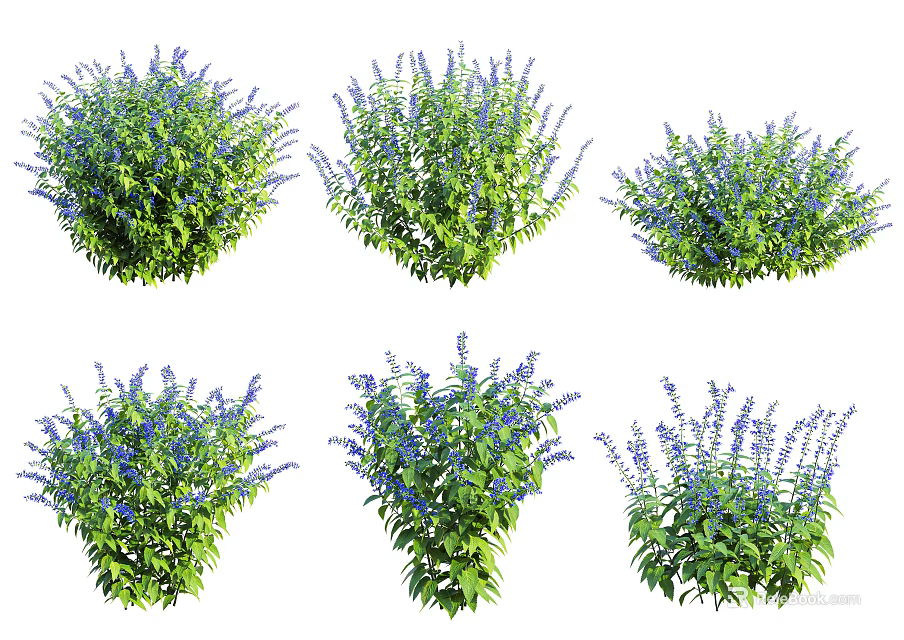 Vibrant Purple Flowering Bushes with Green Foliage for Outdoor Garden Design 3d model 