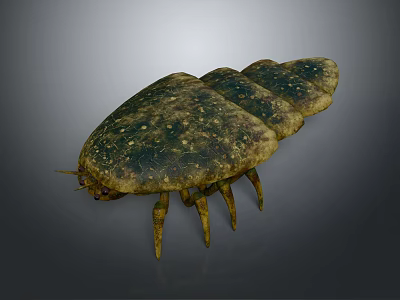 Ancient Trilobite Prehistoric Marine Arthropod With Segmented Body Spotted Exoskeleton And Multiple Legs 3d model