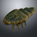 Ancient Trilobite Prehistoric Marine Arthropod With Segmented Body Spotted Exoskeleton And Multiple Legs
