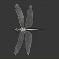 Close Up View Of Dragonfly With Transparent Wings And Slender Body Against Dark Background