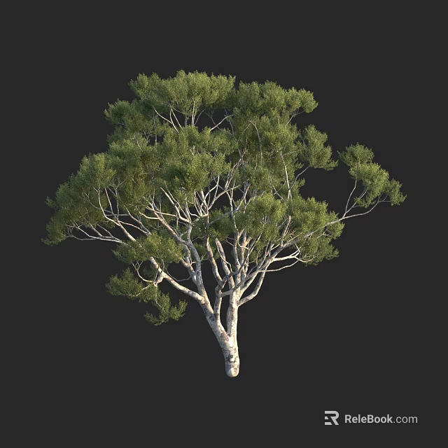 Green Leafy Tree With White Trunk And Full Canopy On Dark Background 3d model