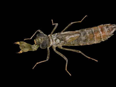 Detailed View Of Insect Larva With Segmented Body On Black Background 3d model