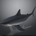 Realistic Blue Shark Model With Dark Gray Background And Reflection