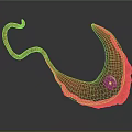 Red Curved Organ Model With Hair Components Displaying Anatomical Structure Details