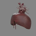 Detailed Human Thoracic Organs 3D Model With Heart And Lungs Structure