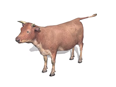 Realistic Brown Cow With Horns Standing In Full Body View 3d model
