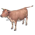 Realistic Brown Cow With Horns Standing In Full Body View