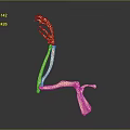 Detailed Animal Limb Skeleton Model With Paw Structure And Anatomical Features