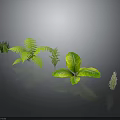 3D Rendered Green Plants Collection With Various Foliage On Dark Background
