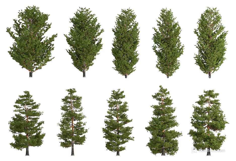 Multiple Evergreen Trees With Different Crown Shapes Isolated On White Background 3d model 