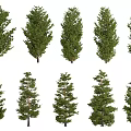 Multiple Evergreen Trees With Different Crown Shapes Isolated On White Background