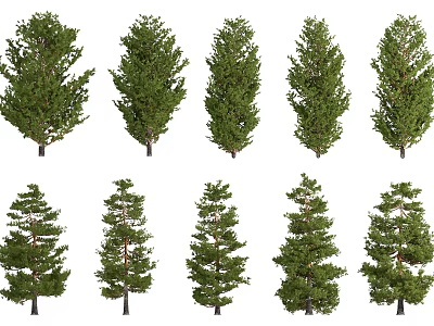 Multiple Evergreen Trees With Different Crown Shapes Isolated On White Background 3d model