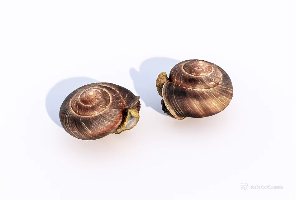 Two Reptile Snails With Spiral Shell Texture On White Background 3d model 