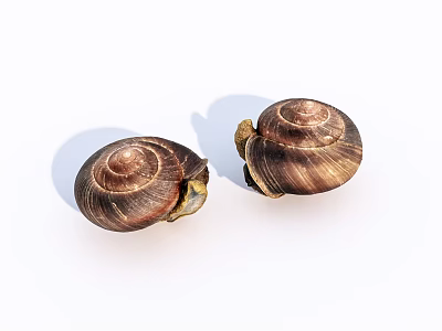 Two Reptile Snails With Spiral Shell Texture On White Background 3d model