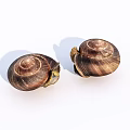 Two Reptile Snails With Spiral Shell Texture On White Background