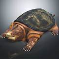 Realistic Turtle 3D Render With Detailed Shell Textured Limbs And Lifelike Features