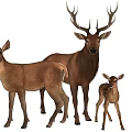 Three Deer Family With Adult Bucks And Young Fawn On Gray Background