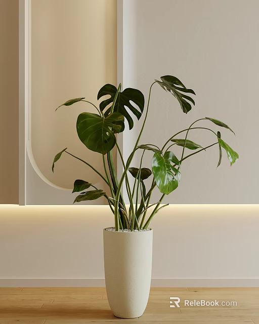 Potted Monstera Plant In White Ceramic Pot With Lush Green Leaves Indoor Light Colored Wall 3d model 