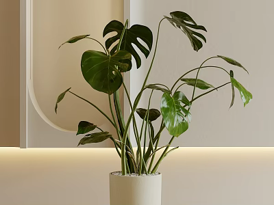 Potted Monstera Plant In White Ceramic Pot With Lush Green Leaves Indoor Light Colored Wall 3d model