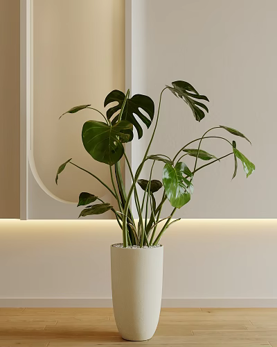 Potted Monstera Plant In White Ceramic Pot With Lush Green Leaves Indoor Light Colored Wall 3d model