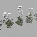 Green Leaf Plants With White Flowers And Lush Foliage Arranged In Multiple Groups