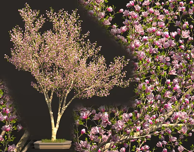 Elegant Flowering Tree Showcasing Abundant Vibrant Pink Blossoms On Graceful Branches 3d model