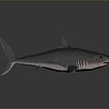 shark great white shark whale shark hammerhead shark tiger head shark man-eating shark blue shark coral red coral white coral 3d model