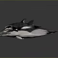 Different Colored Aquatic Animals Swimming in a Line Against Gray Background