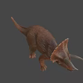 Detailed Brown Triceratops Dinosaur Model With Horns In Standing Pose