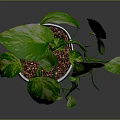 Pothos Plant With Green And Yellow Variegated Leaves In White Face Shaped Pot