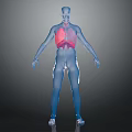 3D Human Body Model With Highlighted Red Lungs For Medical Visualization 3d model