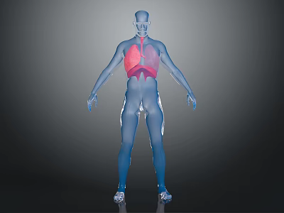 3D Human Body Model With Highlighted Red Lungs For Medical Visualization 3d model