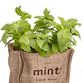 Indoor Decorative Potted Mint Plant in Burlap Sack with Fresh Green Leaves