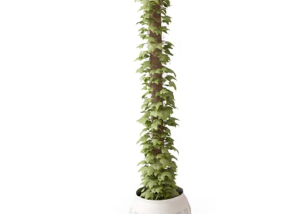 Tall Slender Columnar Bonsai Potted Plant With Lush Green Leaves In White Simple Design Pot 3d model