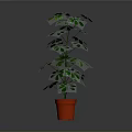 Tall Green Indoor Plant With Vibrant Leaves In Red Decorative Pot