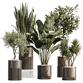 Stylish Decorative Vases With Various Indoor Plants And Green Leaf Foliage