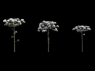 Three Arbor Trees With Different Canopy Shapes And Straight Trunks 3d model