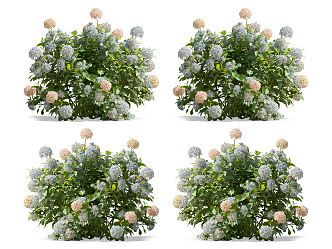 Modern Hydrangea Flowers 3d model