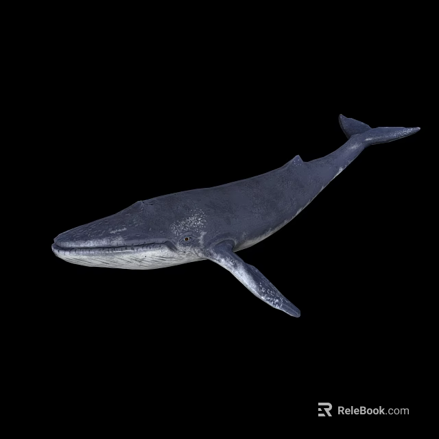 Large Aquatic Animal Whale Swimming Gracefully Against Black Background 3d model 