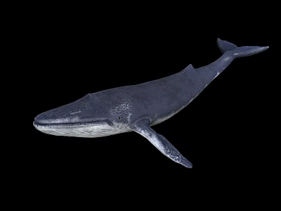 Large Aquatic Animal Whale Swimming Gracefully Against Black Background 3d model