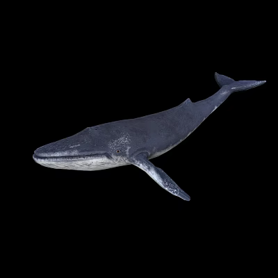 Blue Whale Whale Marine Animal with Animated Binding Skeleton 3d model