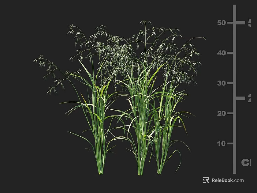 Green Crop Plants With Three Stems Showing Height Measurement On Centimeter Scale 3d model 