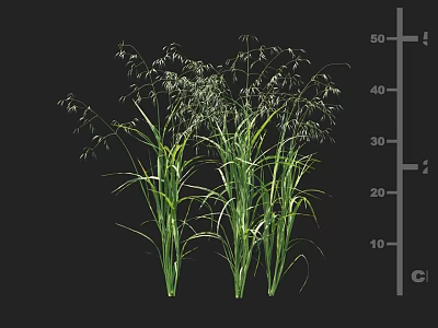 Green Crop Plants With Three Stems Showing Height Measurement On Centimeter Scale 3d model