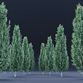 Green Upright Shrubs Neatly Arranged in a Row with Dense Foliage for Landscaping Visual Appeal