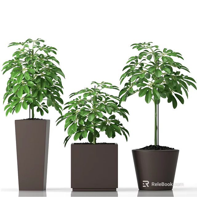 Green Potted Plants with Lush Leaves in Different Heights and Dark Pots 3d model 