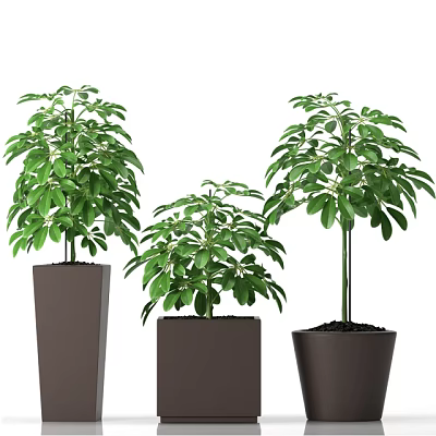 Green Potted Plants with Lush Leaves in Different Heights and Dark Pots 3d model