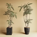 Bonsai Potted Plants With Feathery Leaves In Black Square Pots Against Beige Wall